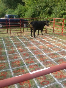 Cow Pattie Bingo